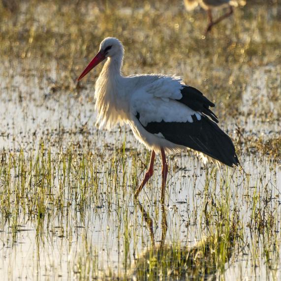 Parc Aiguamolls de l'Empordà